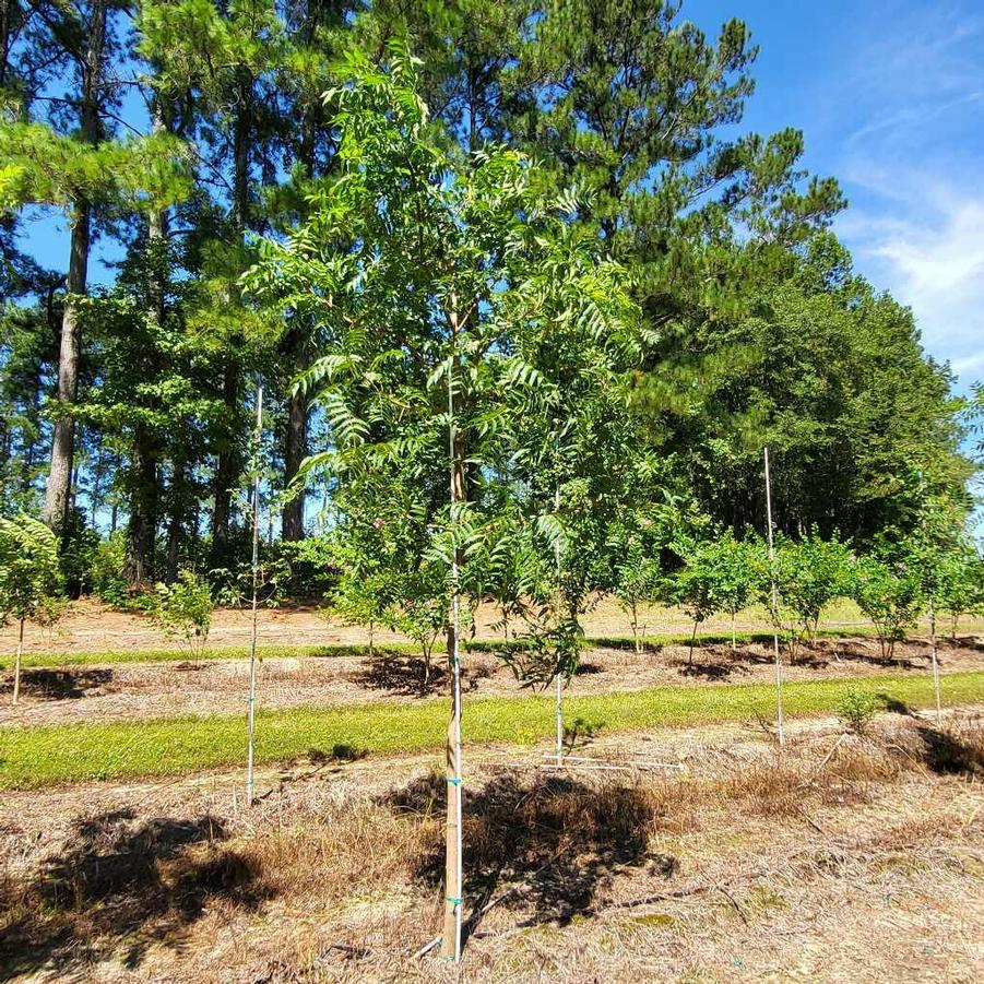 Pistacia chinensis - Chinese Pistachio from Jericho Farms