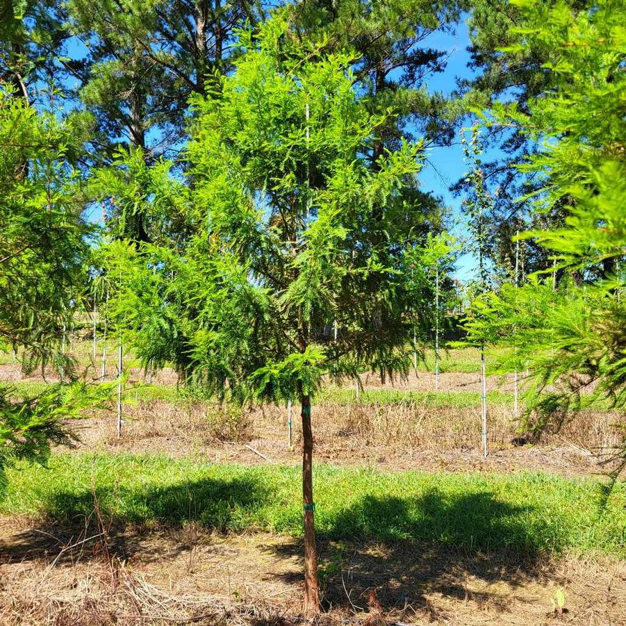 Taxodium distichum - Bald Cypress from Jericho Farms