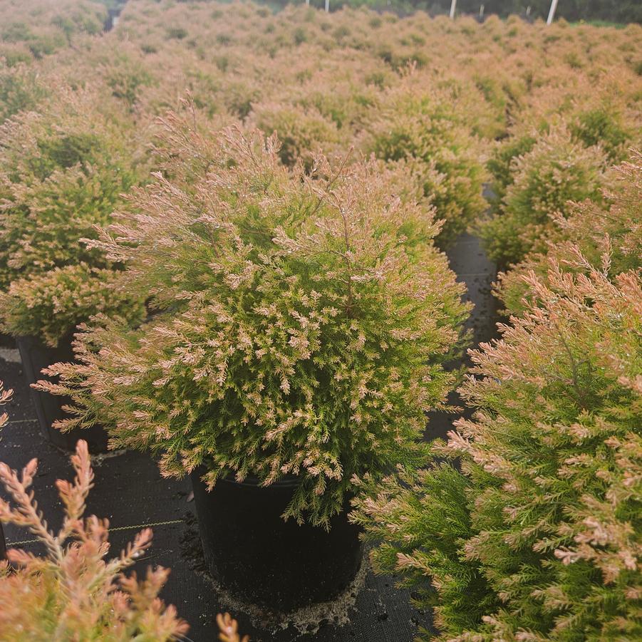 Thuja occidentalis 'Fire Chief™' - Globe Arborvitae from Jericho Farms