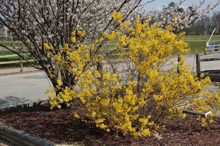 Forsythia x intermedia Lynwood