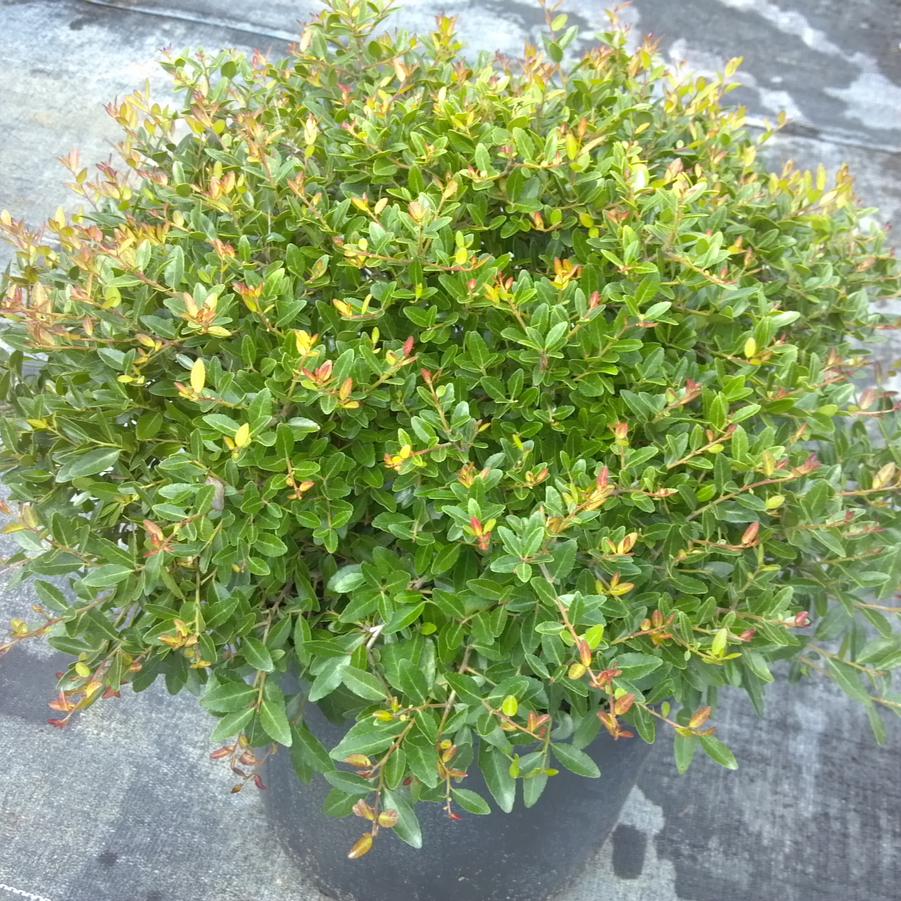 Ilex vomitoria 'Schilling's Dwarf' - Dwarf Yaupon Holly from Jericho Farms