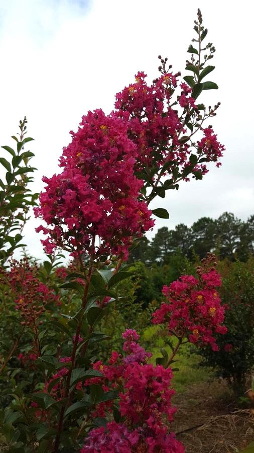 Lagerstroemia indica x fauriei 'Tonto' - Crape Myrtle from Jericho Farms