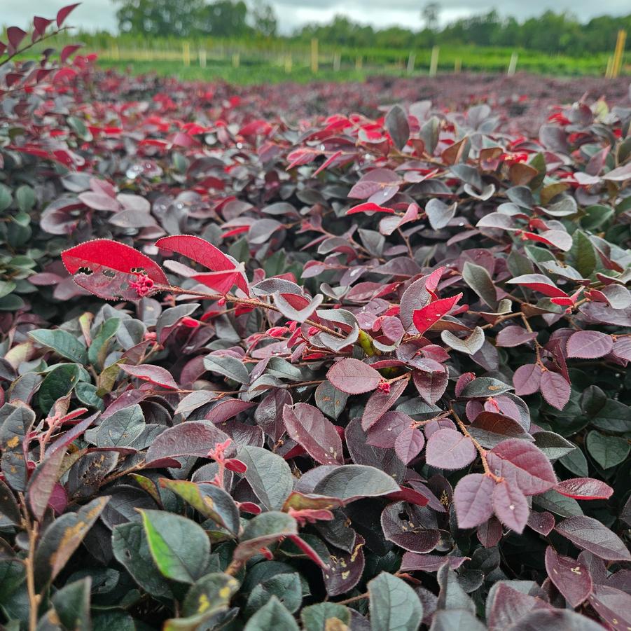 Loropetalum chinense var. rubrum 'Crimson Fire™' - Chinese Fringe-flower from Jericho Farms