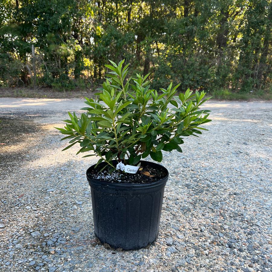 Rhododendron 'Mrs. G.G. Gerbing' - Azalea from Jericho Farms