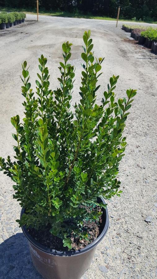 Buxus microphylla var japonica 'Baby Gem™' - Boxwood from Jericho Farms