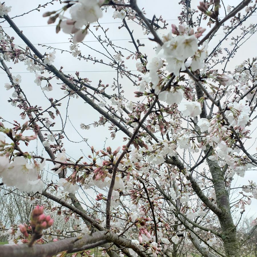 Prunus x yedoensis - Yoshino Cherry from Jericho Farms