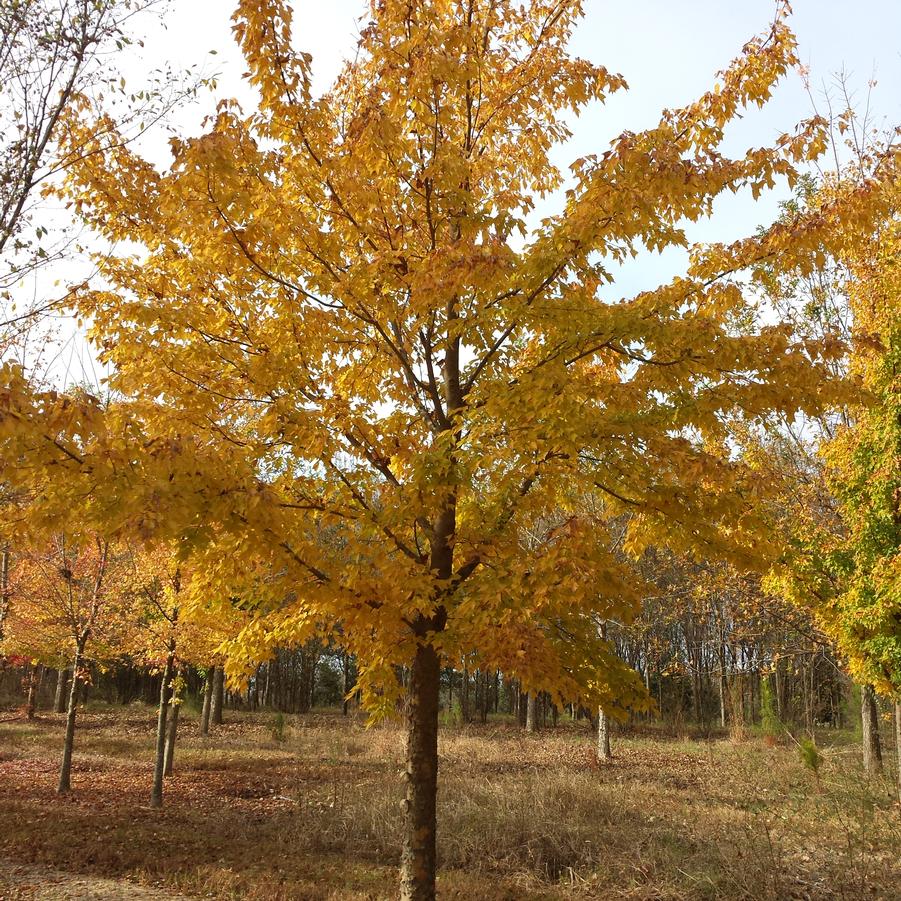 Acer buergerianum - Trident Maple from Jericho Farms. Fall Foliage