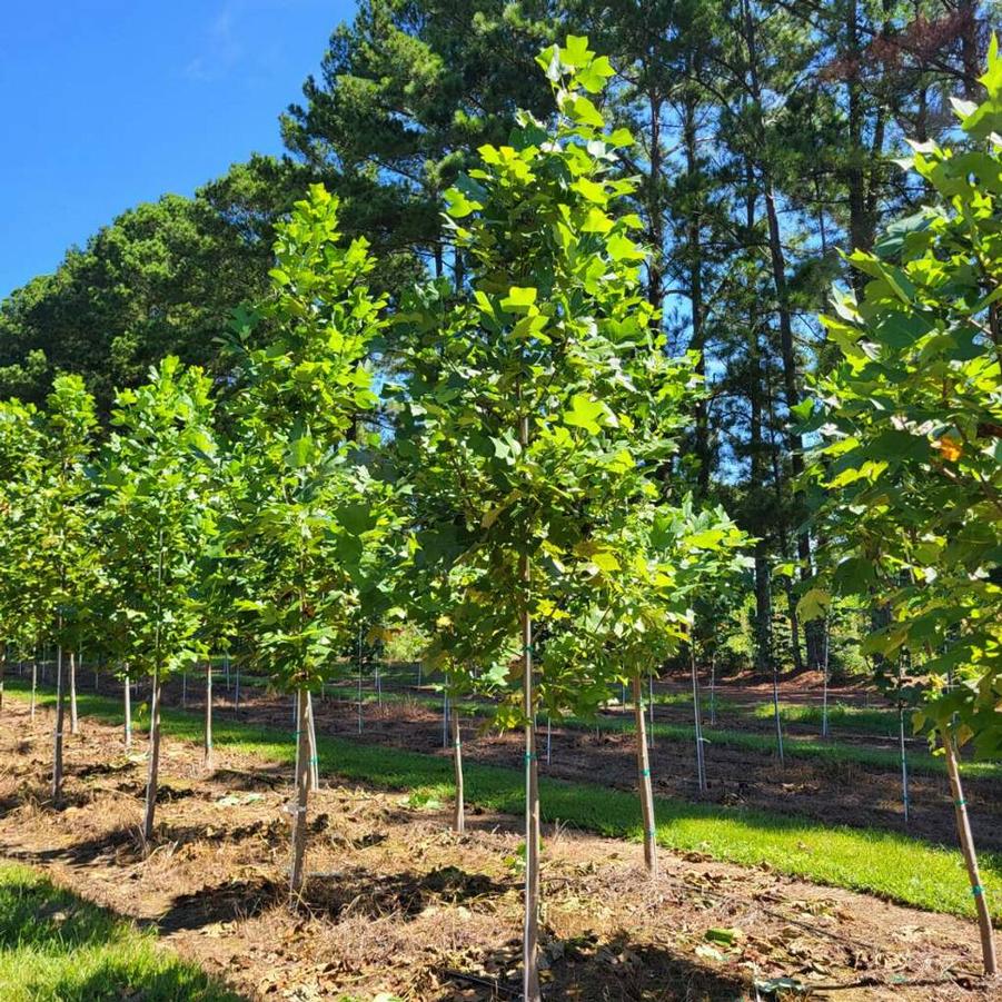 Liriodendron tulipfera - Tulip Poplar from Jericho Farms