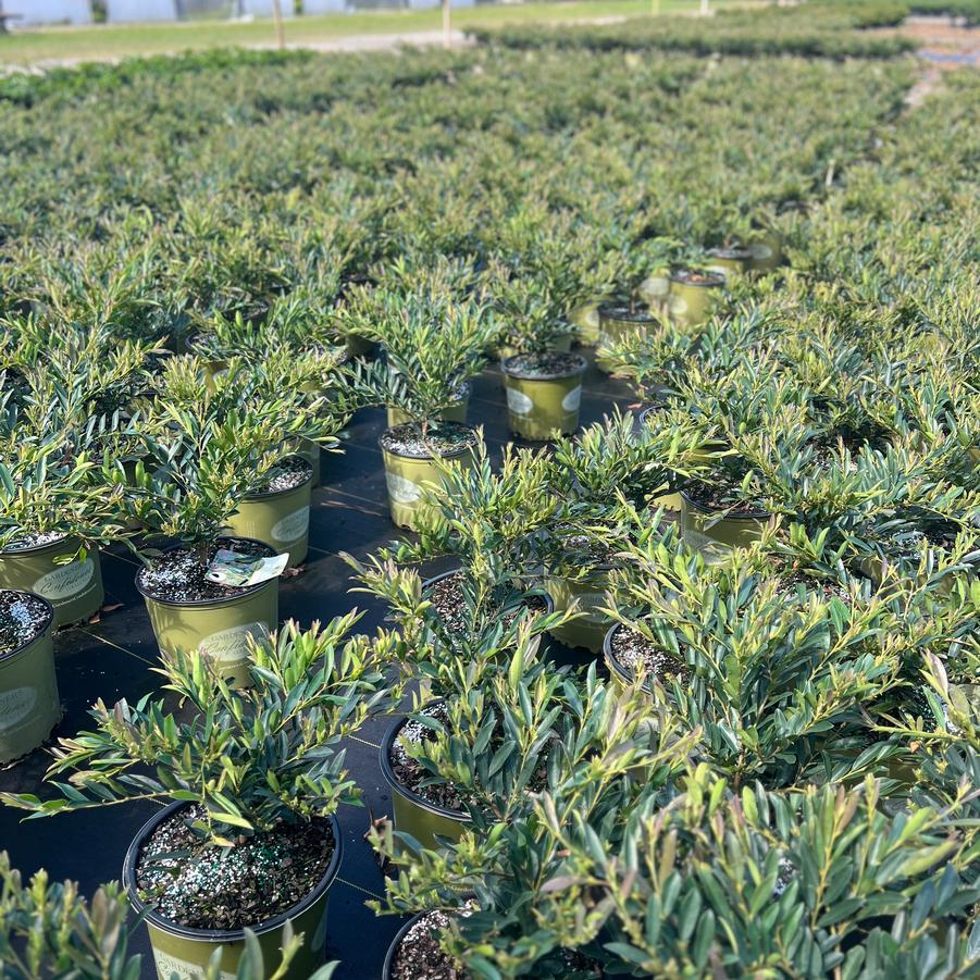 Distylium 'Blue Cascade®' - Distylium from Jericho Farms