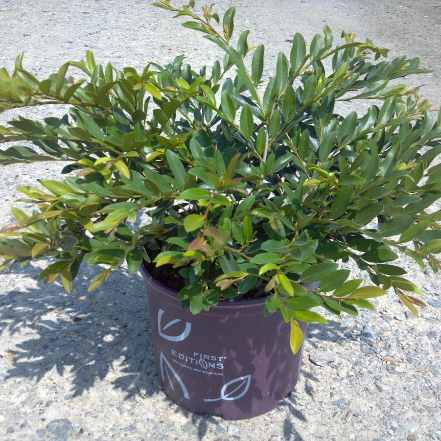 Distylium 'Vintage Jade' - Distylium from Jericho Farms