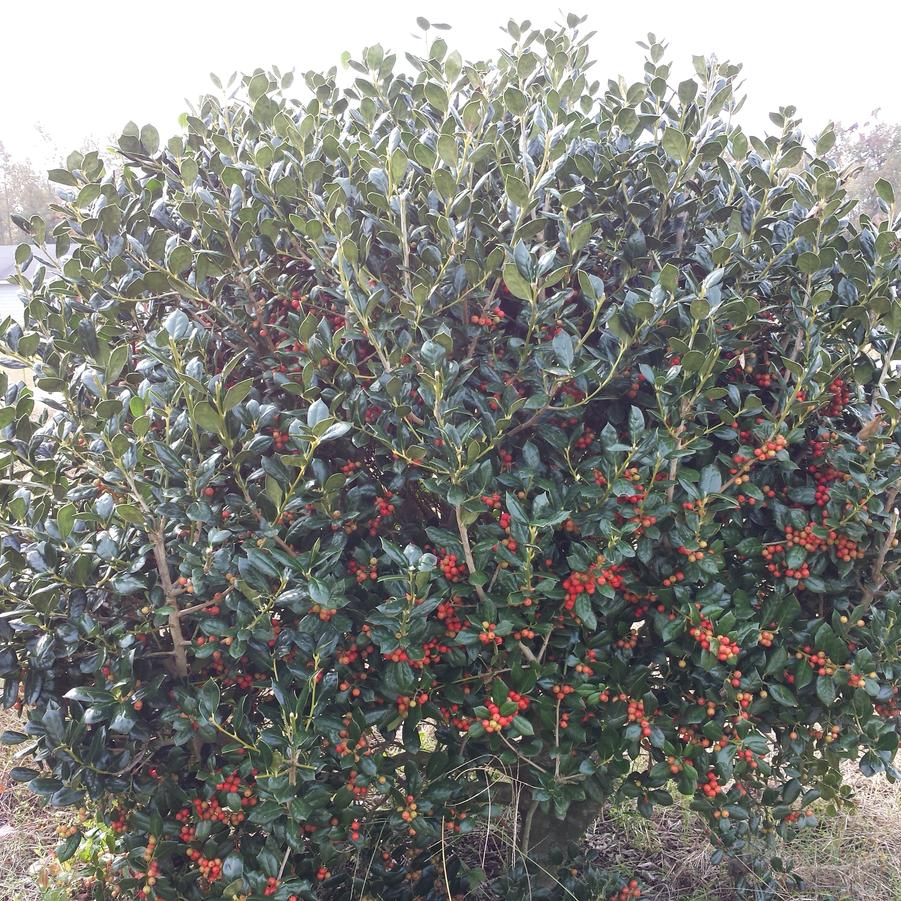 Ilex cornuta 'Burfordii Nana' - Chinese Holly from Jericho Farms