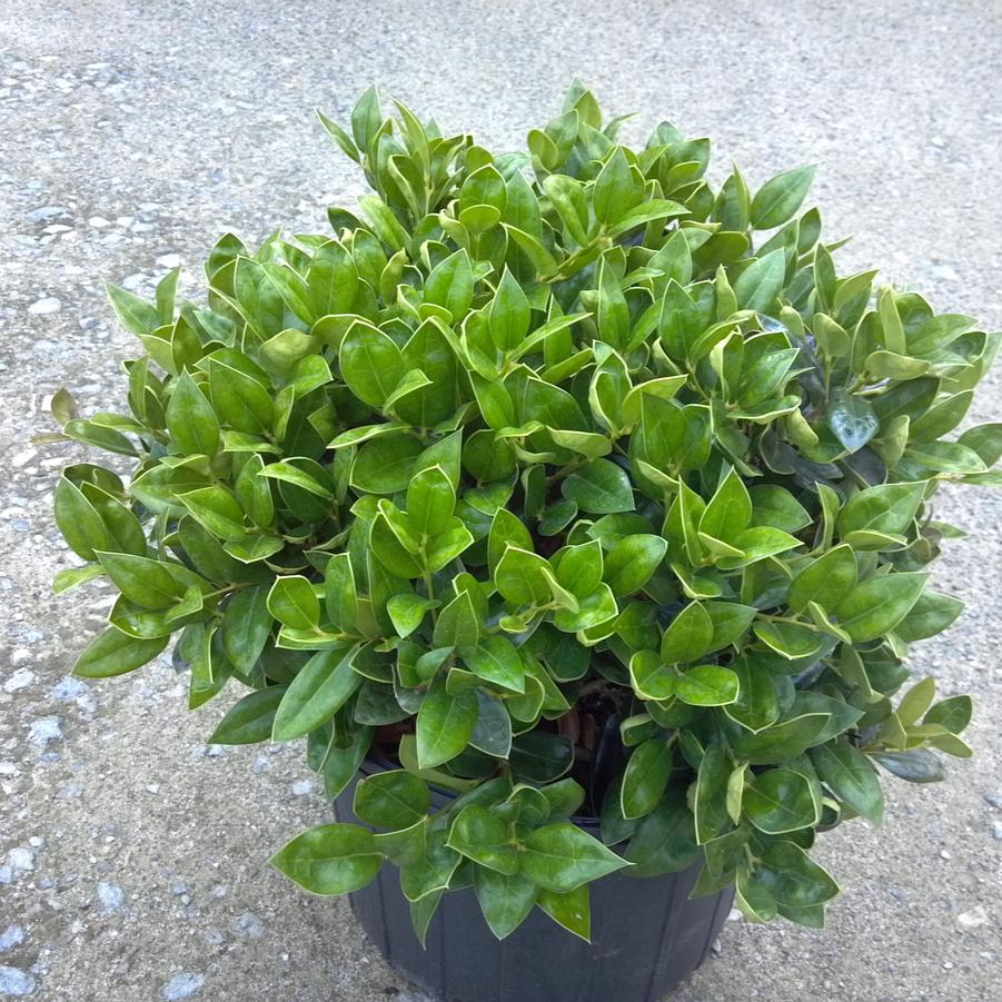 Ilex cornuta 'Carissa' - Chinese Holly from Jericho Farms