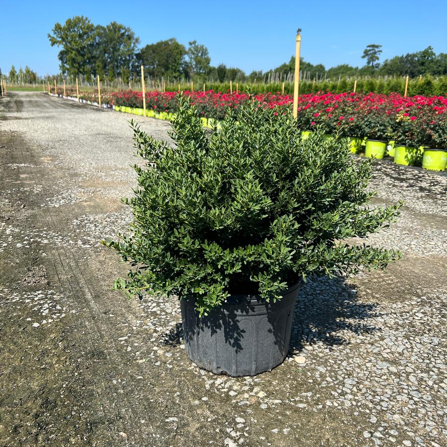 Ilex crenata 'Hoogendorn' - Holly from Jericho Farms