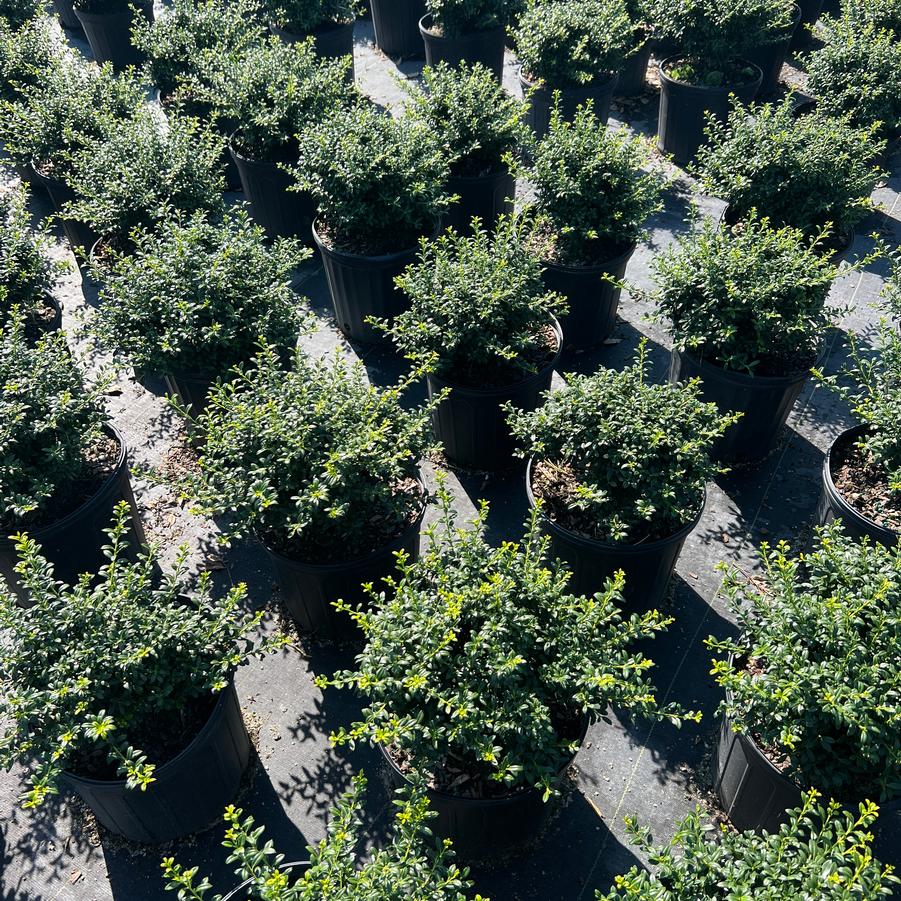 Ilex crenata 'Soft Touch' - Compact Japanese Holly from Jericho Farms