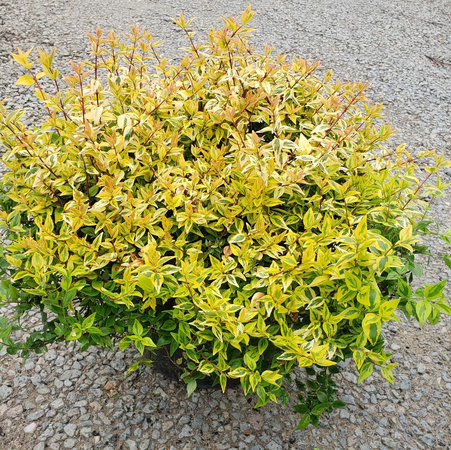 Abelia x grandiflora 'Kaleidoscope' - Glossy Abelia from Jericho Farms