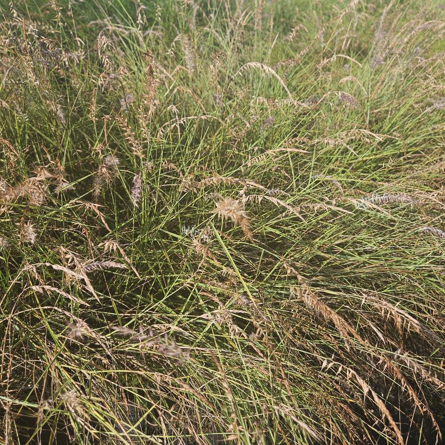 Miscanthus sinensis 'Little Kitten' - Dwarf Maiden Grass from Jericho Farms