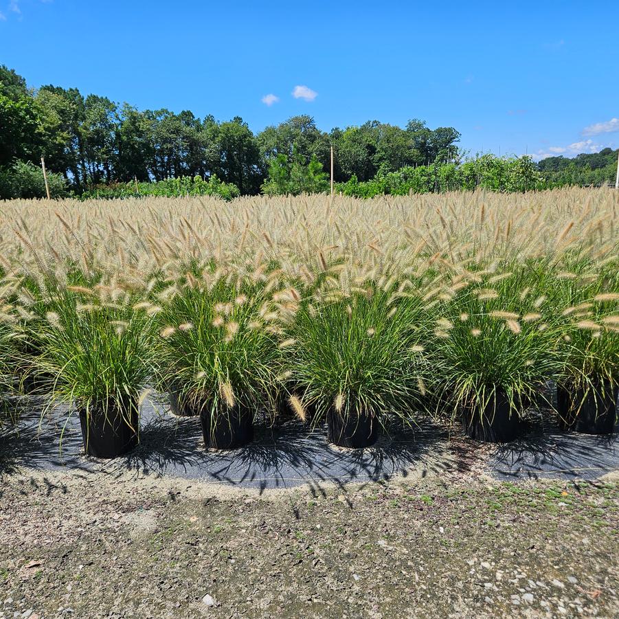Pennisetum alopecuroides 'Cassian' - Fountain Grass from Jericho Farms