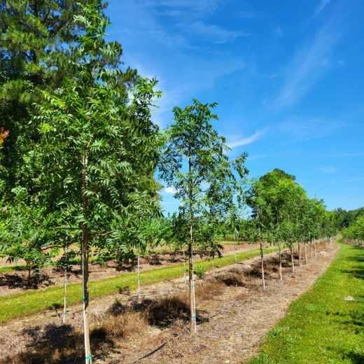 Pistacia chinensis - Chinese Pistachio from Jericho Farms