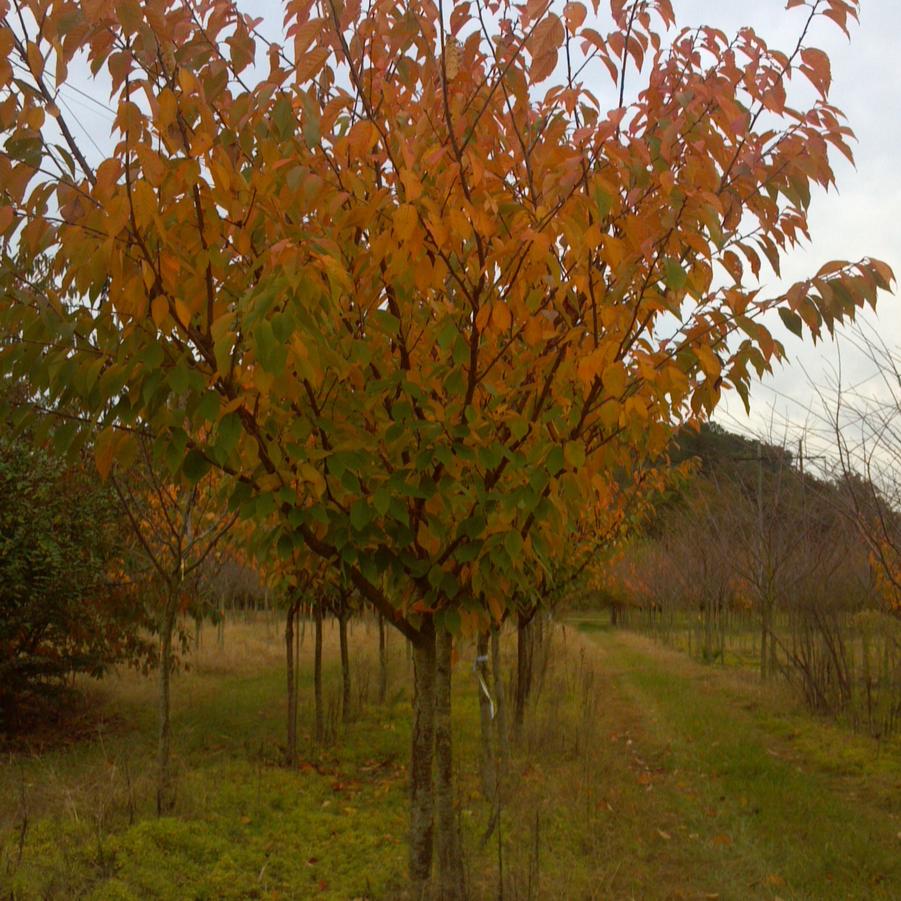 Prunus serrulata 'Kwanzan' - Flowering Cherry from Jericho Farms