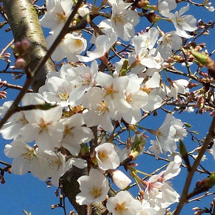 Prunus x yedoensis - Yoshino Cherry from Jericho Farms
