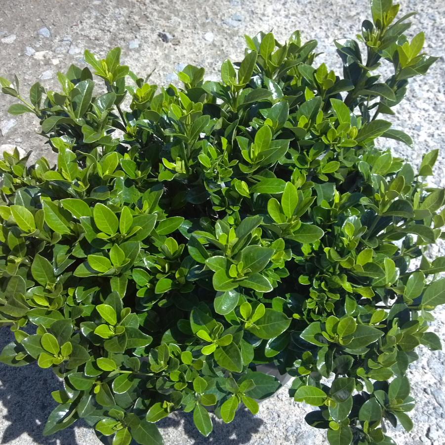 Gardenia jasminoides 'Kleim's Hardy' - Gardenia from Jericho Farms