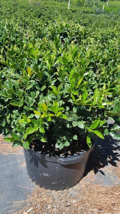 Ilex cornuta 'Carissa' - Chinese Holly from Jericho Farms