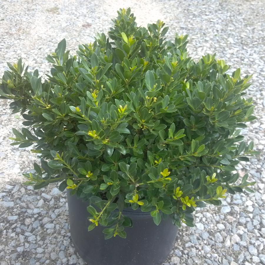 Ilex crenata 'Hoogendorn' - Holly from Jericho Farms