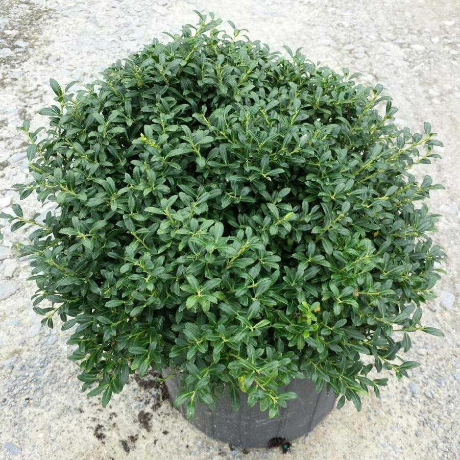 Ilex crenata 'Soft Touch' - Compact Japanese Holly from Jericho Farms