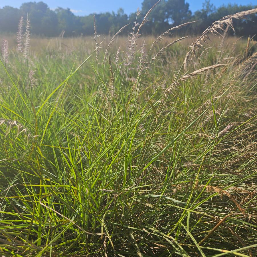 Miscanthus sinensis 'Little Kitten' - Dwarf Maiden Grass from Jericho Farms