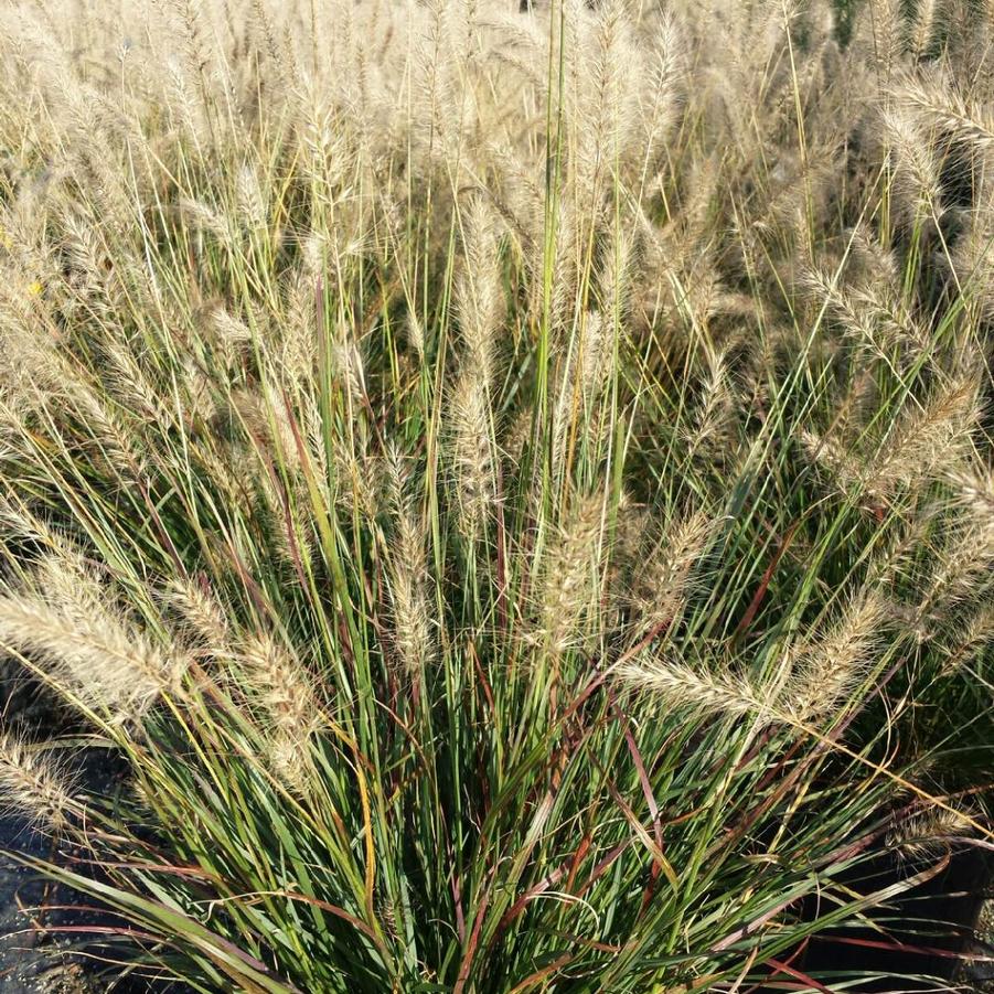 Pennisetum alopecuroides 'Cassian' - Fountain Grass from Jericho Farms