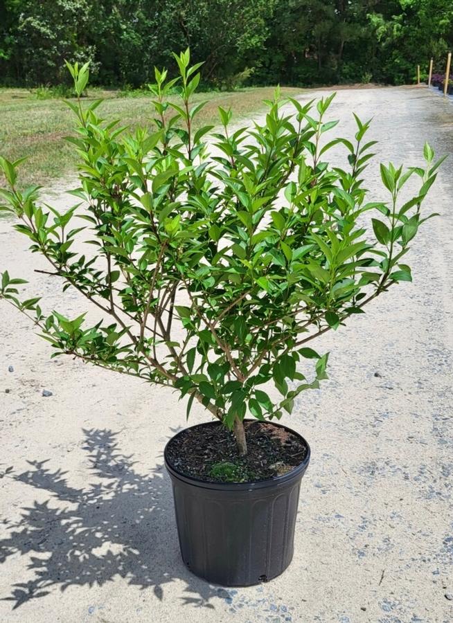 Forsythia x intermedia 'Lynwood' - Forsythia from Jericho Farms