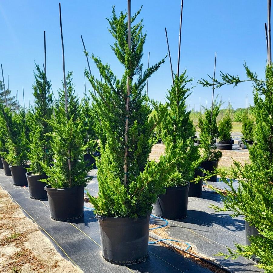 Juniperus chinensis 'Torulosa' - Hollywood Juniper from Jericho Farms