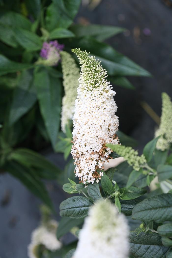 Buddleia Pugster White® 