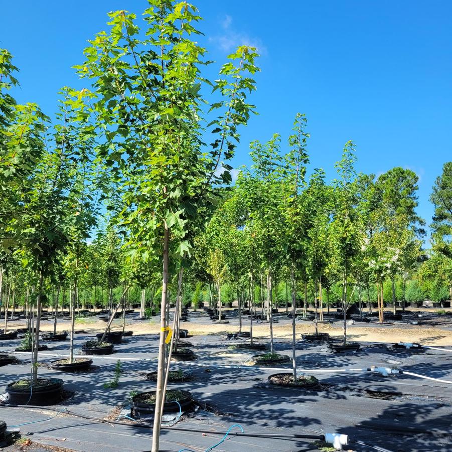 Acer rubrum 'October Glory' - Red Maple from Jericho Farms