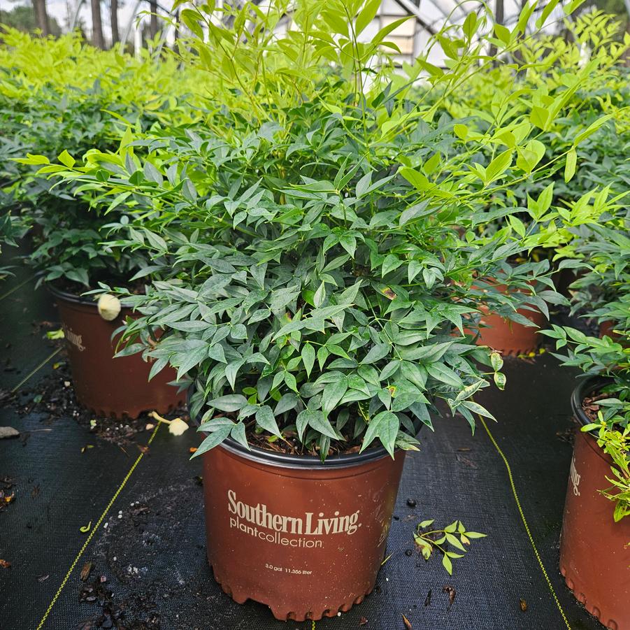 Nandina domestica 'Lemon Lime' - Heavenly Bamboo from Jericho Farms