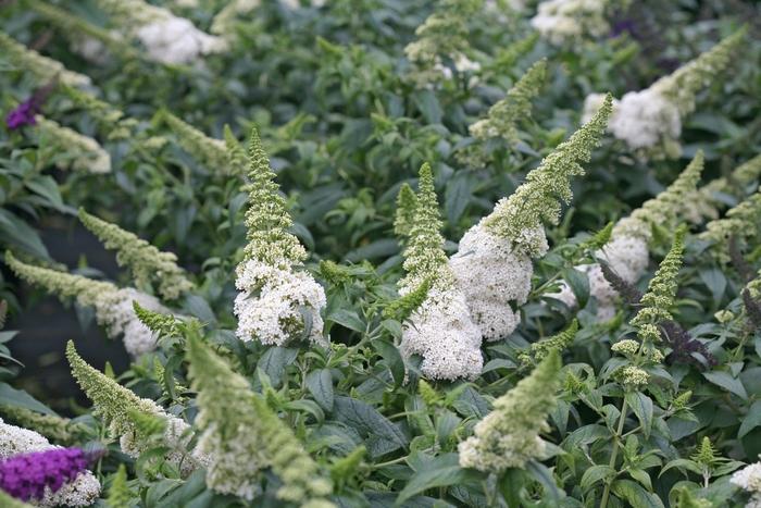 Buddleia Pugster White® 